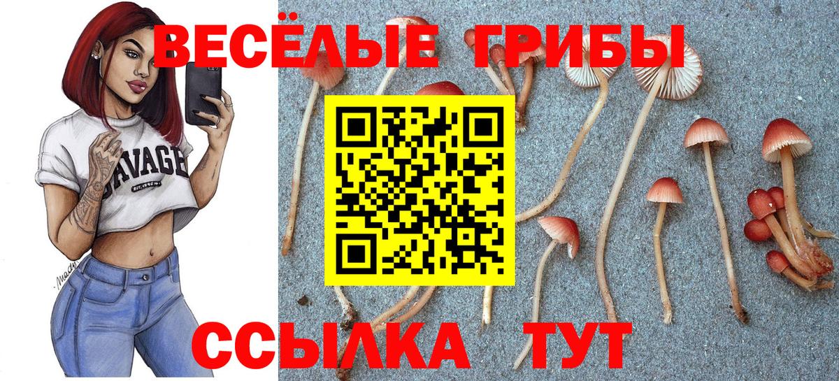Моздок  даркнет сайт  Вход с VPN  Галлюциногенные грибы Psilocybe 